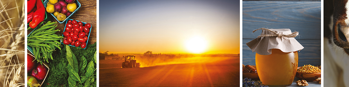 Centre de Formation en Agriculture et Ruralité